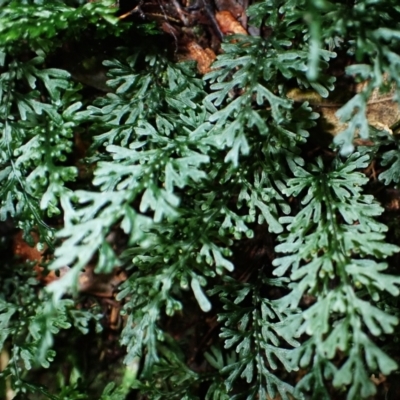 Hymenophyllum australe