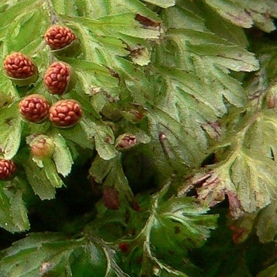 Hymenophyllum cupressiforme