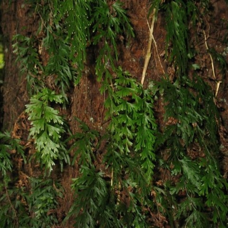 Hymenophyllum flabellatum