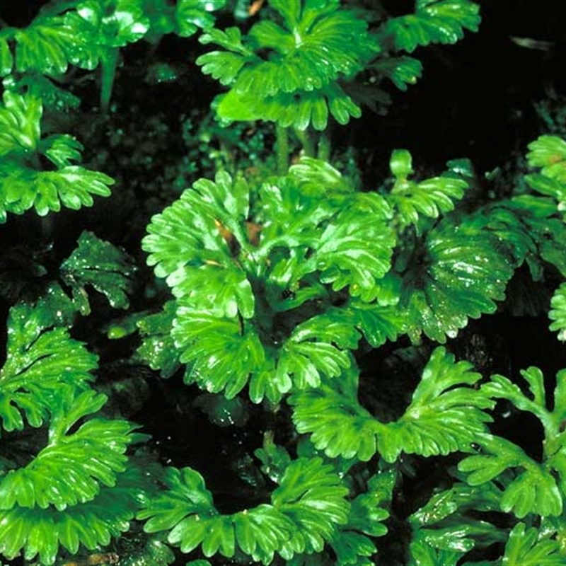 Hymenophyton flabellatum