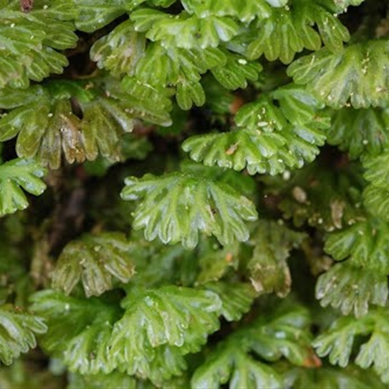 Hymenophyton flabellatum