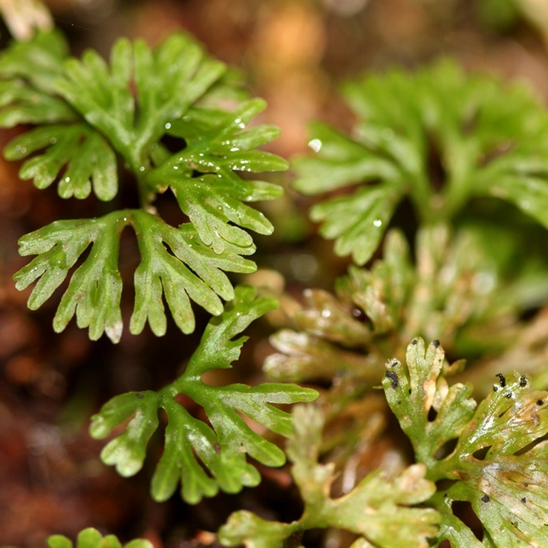 Hymenophyton flabellatum