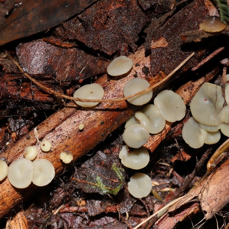 Hymenoscyphus