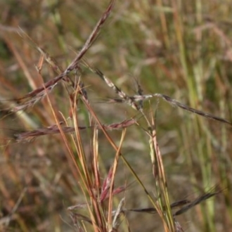 Close up of Seed-head branches