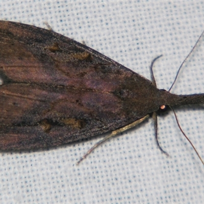 Hypena subvittalis