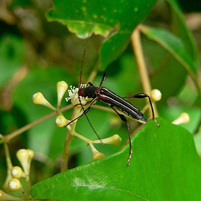 Amphirhoe sloanei