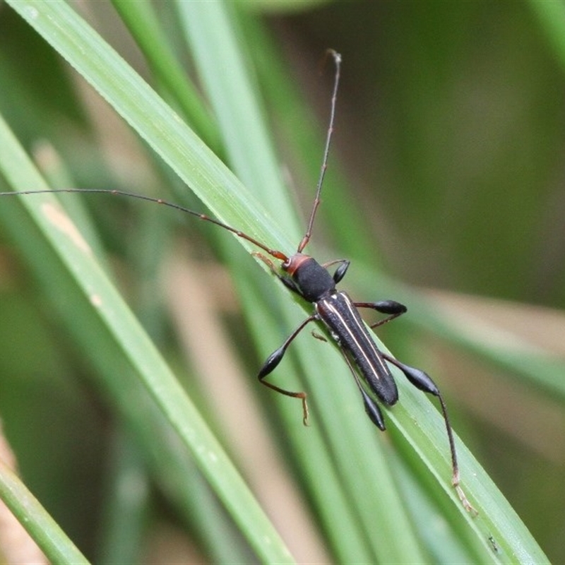 Amphirhoe sloanei