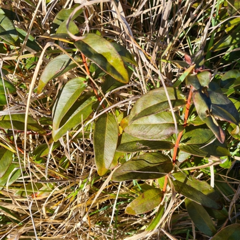 Hypericum calycinum