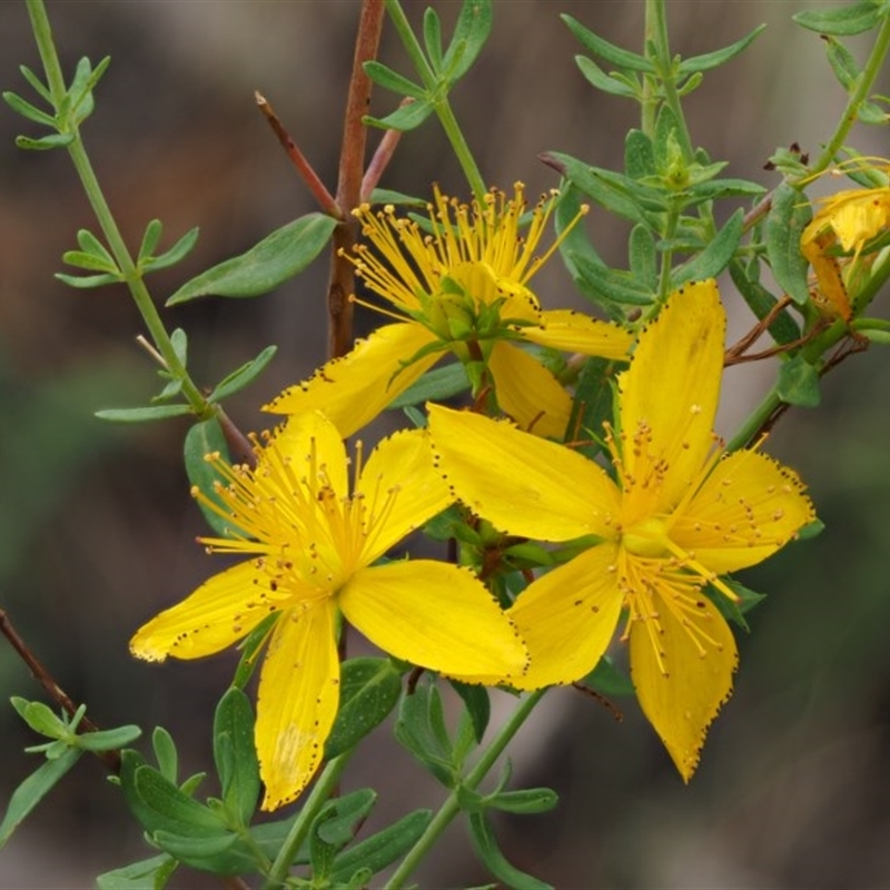 Close up of flower showing small black dots