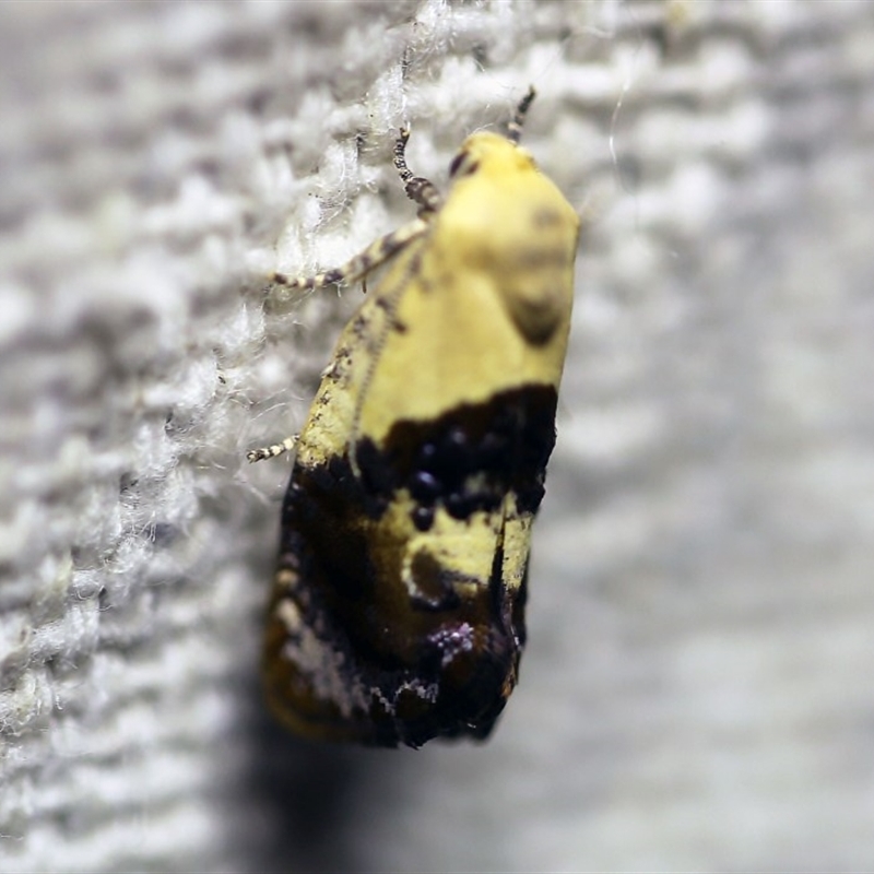 Hypertropha chlaenota