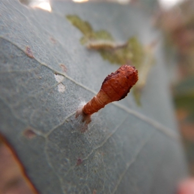 Hypertrophidae sp. (family)