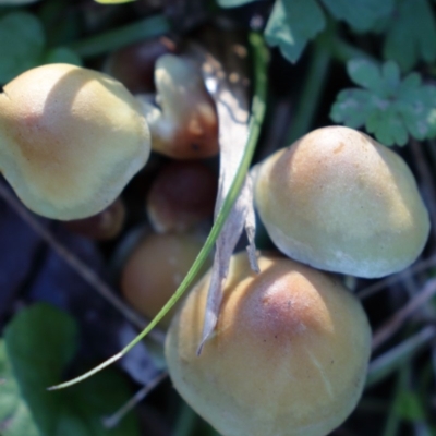 Hypholoma fasciculare