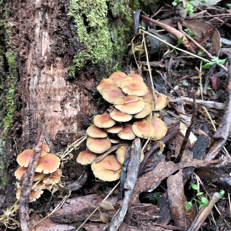 Hypholoma fasciculare