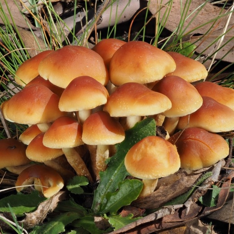 Hypholoma sp.