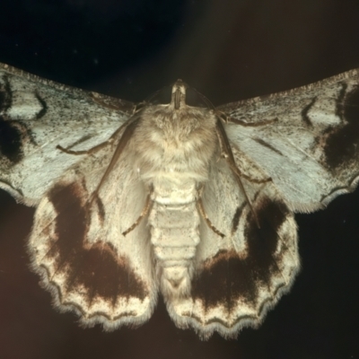 Male underside