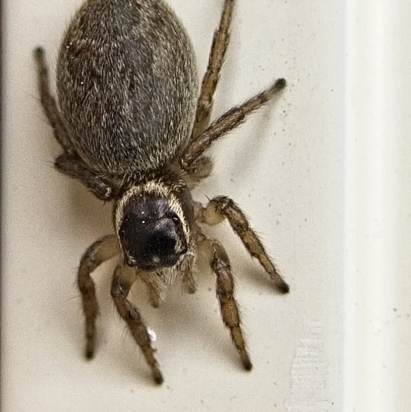 Maratus griseus