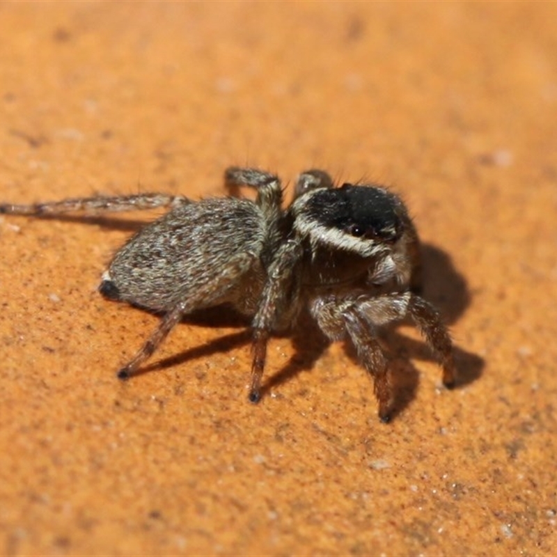 Maratus griseus