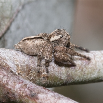 Maratus scutulatus