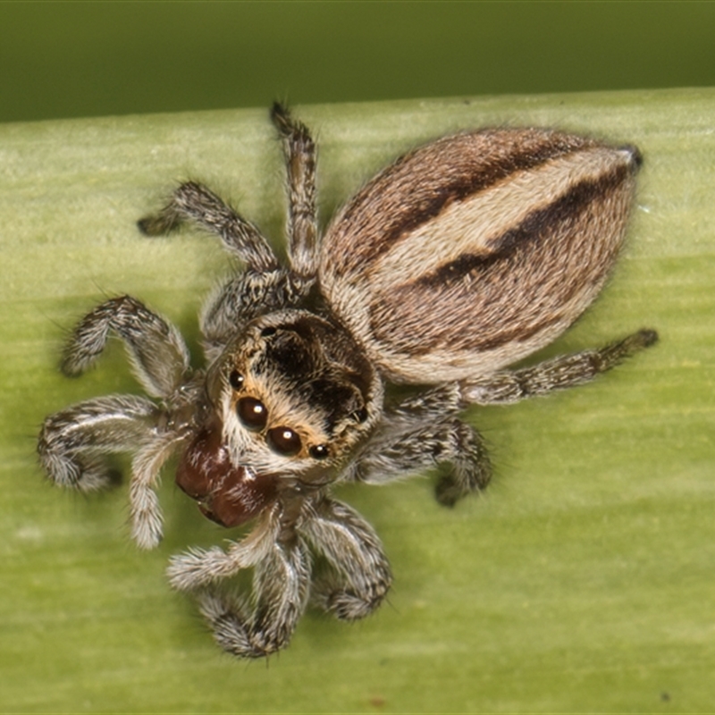 Maratus scutulatus