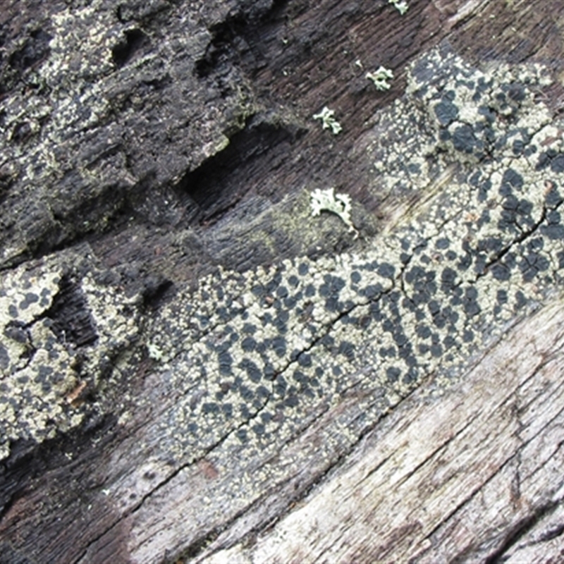 Hypocenomyce australis