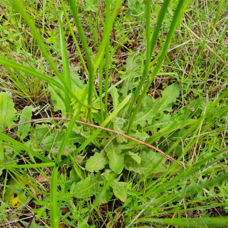 Hypochaeris radicata