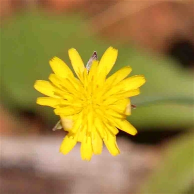 Hypochaeris radicata