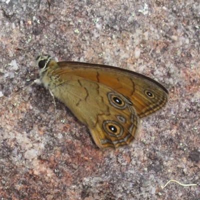 Hypocysta euphemia