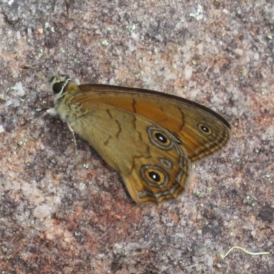 Hypocysta euphemia