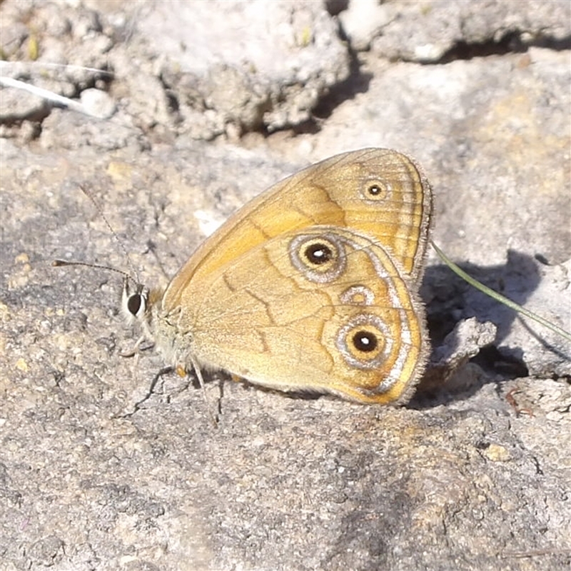 Hypocysta euphemia