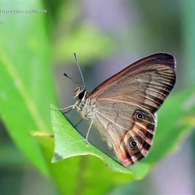 Hypocysta irius