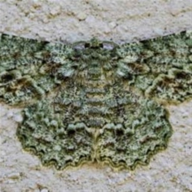 Hypodoxa muscosaria