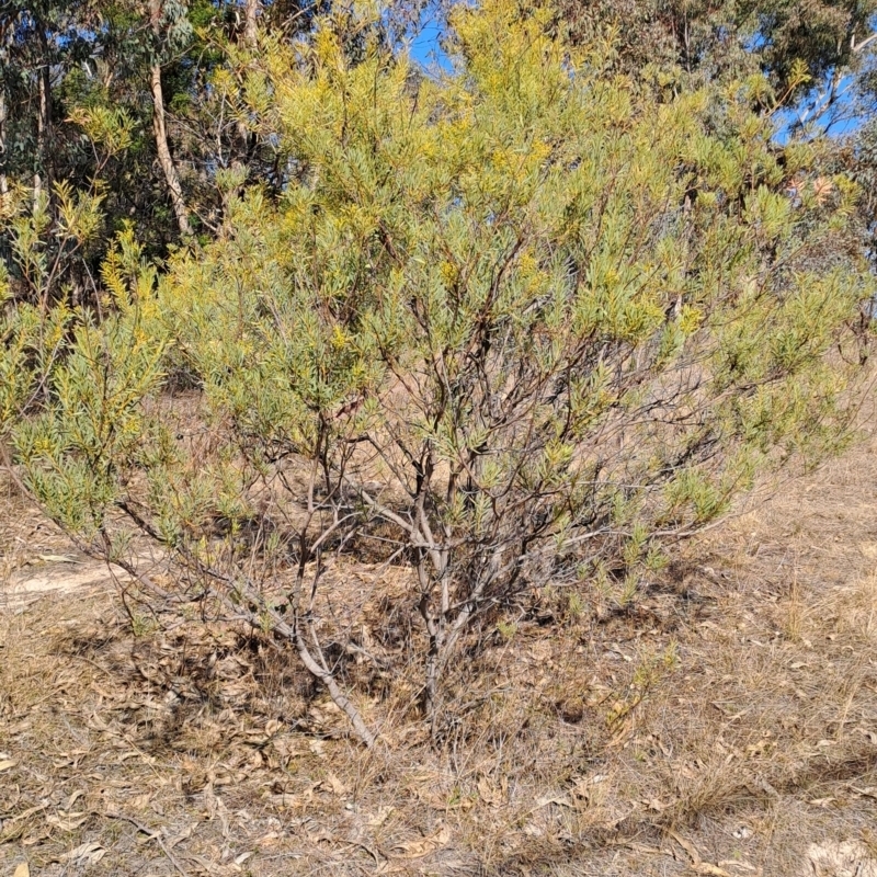 Acacia decora