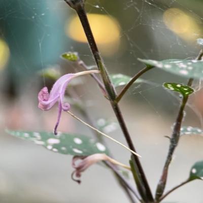 Hypoestes phyllostachya