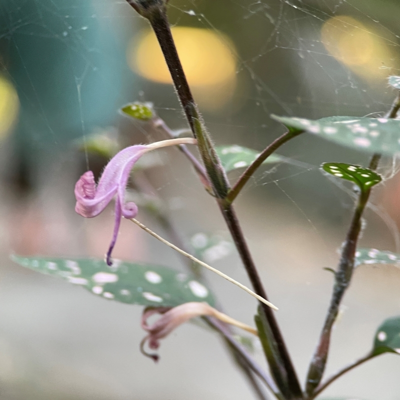 Hypoestes phyllostachya