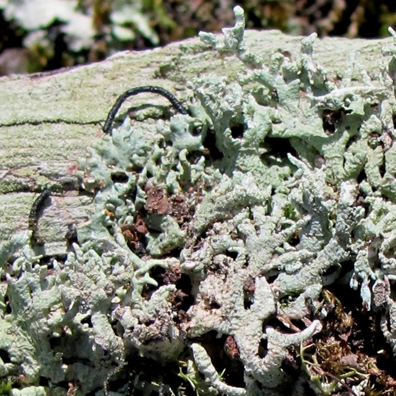 Hypogymnia pulverata