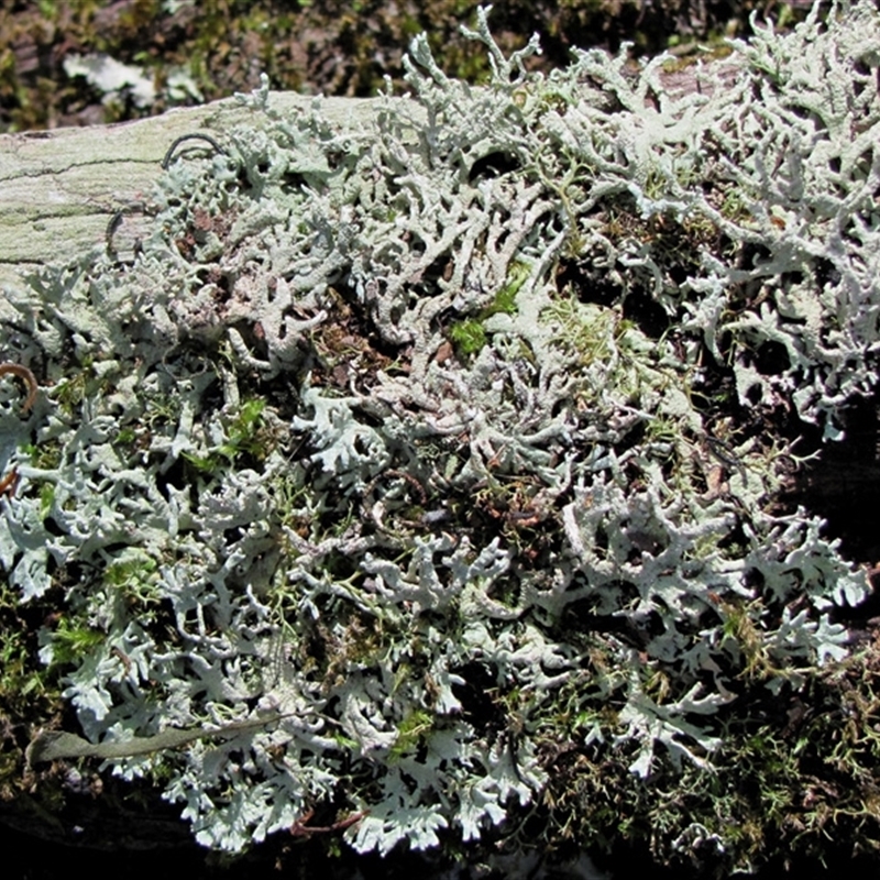 Hypogymnia pulverata