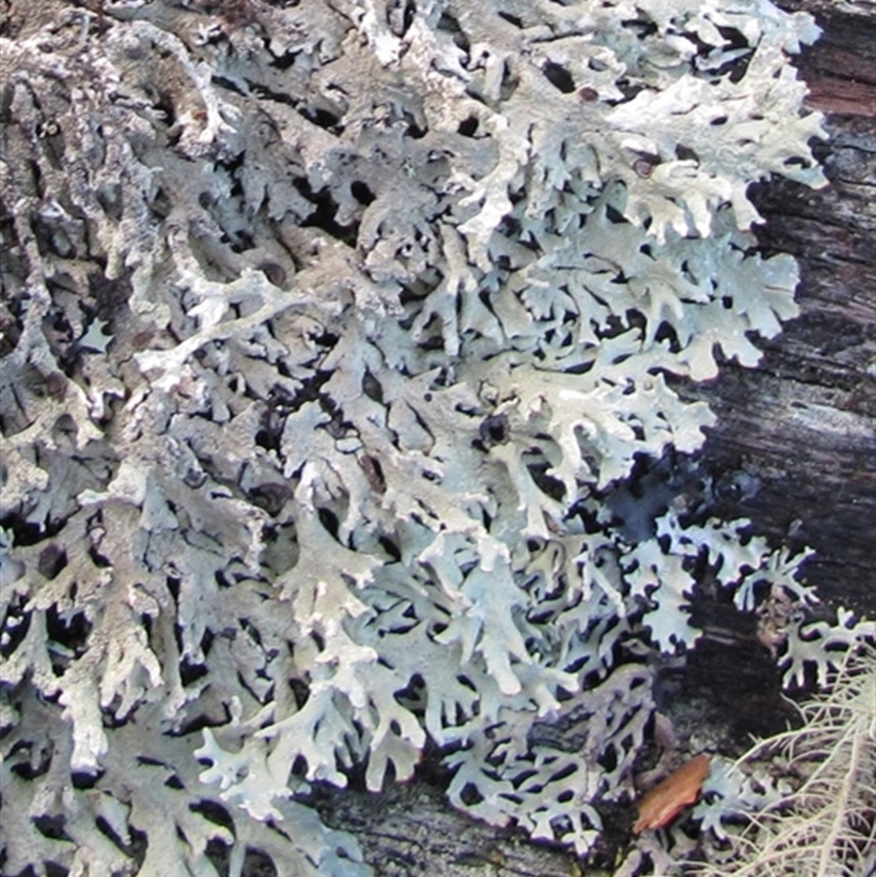 Hypogymnia pulverata