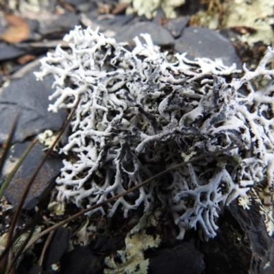 Hypogymnia sp.