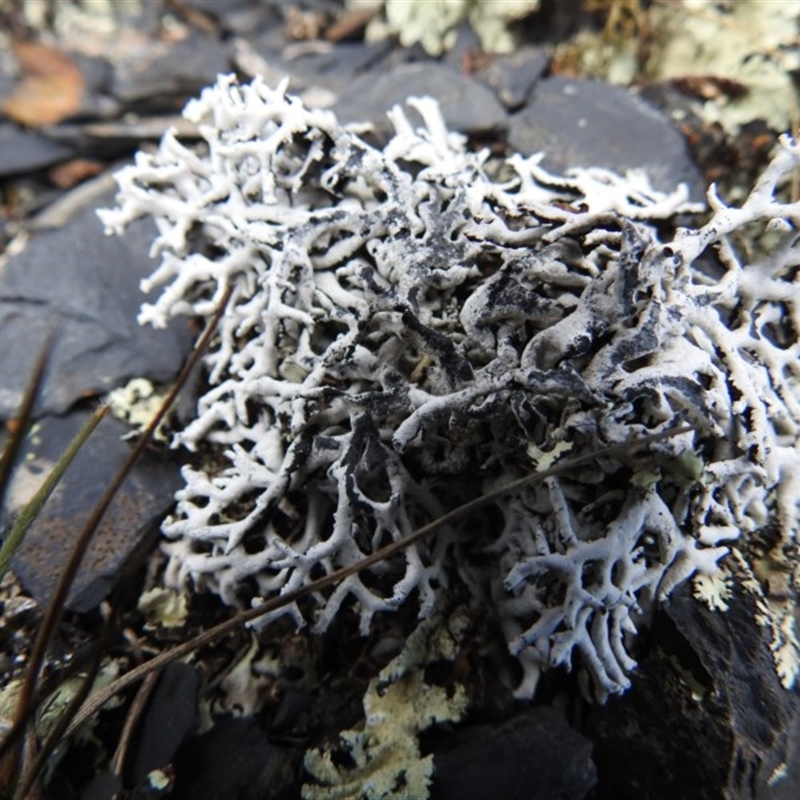 Hypogymnia sp.