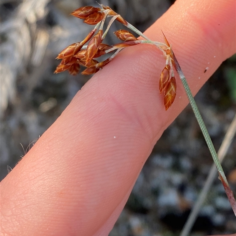 Hypolaena fastigiata