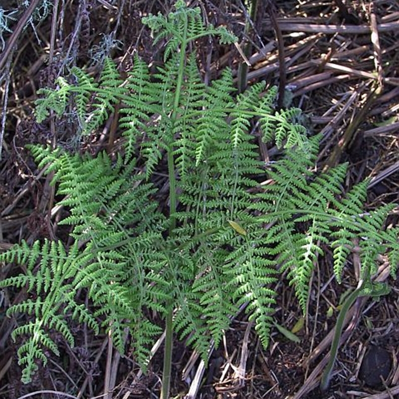 Hypolepis glandulifera