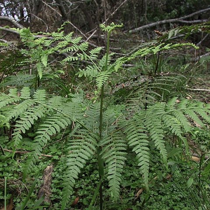 Hypolepis muelleri