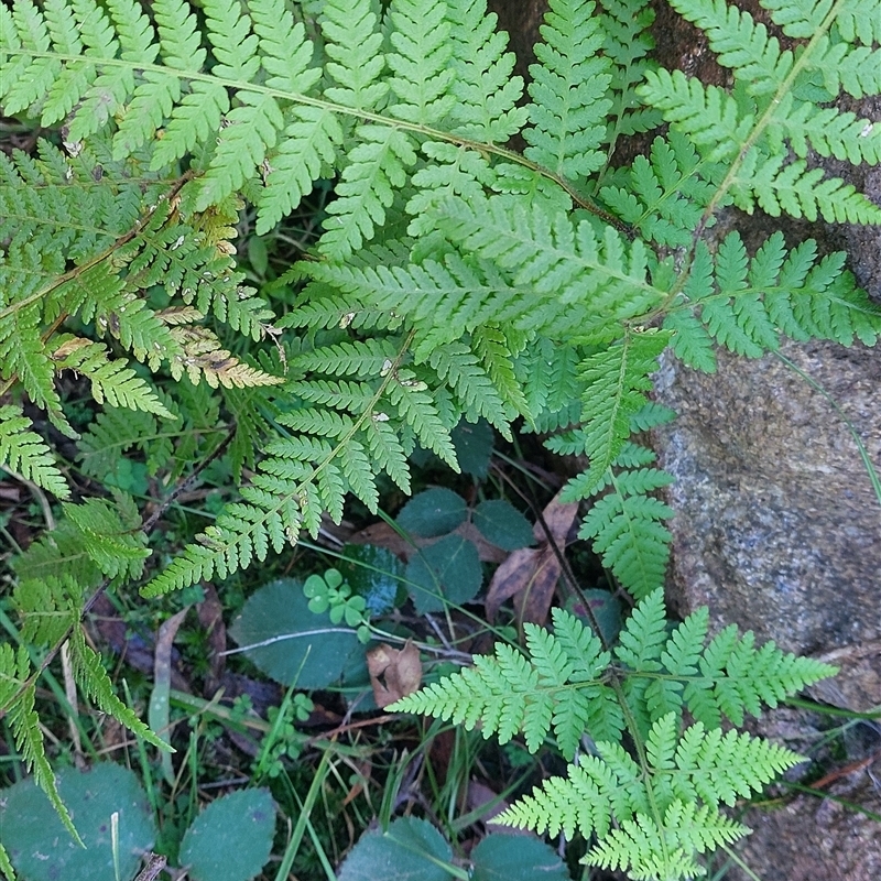 Hypolepis sp.