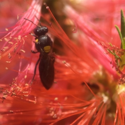 Amphylaeus (Agogenohylaeus) obscuriceps