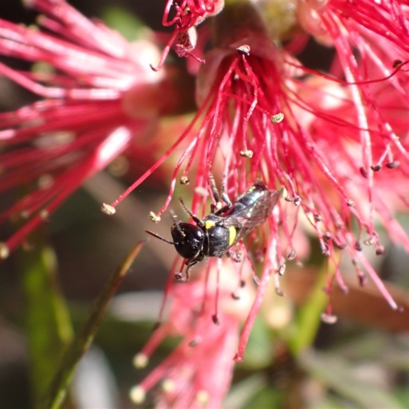 Amphylaeus (Agogenohylaeus) obscuriceps