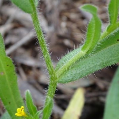 Amsinckia calycina