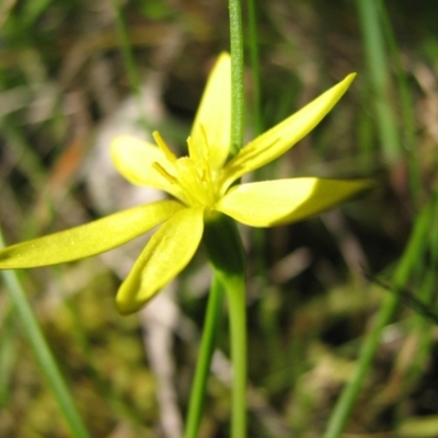 Pauridia glabella var. glabella