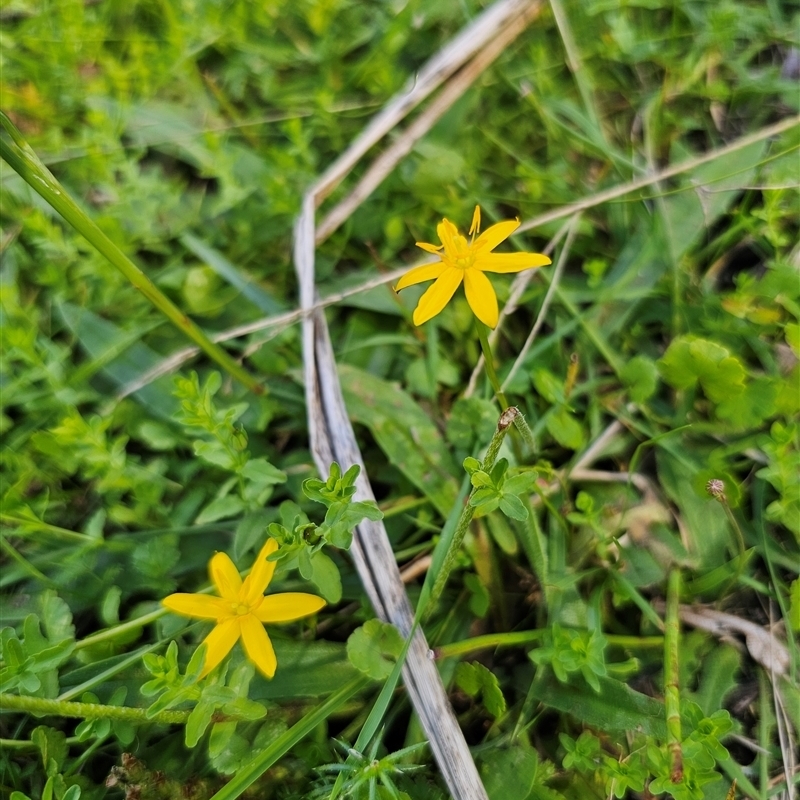 Hypoxis hygrometrica