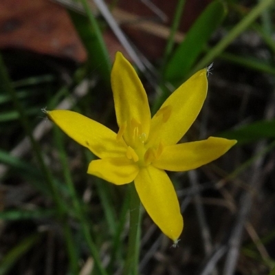 Hypoxis hygrometrica var. hygrometrica