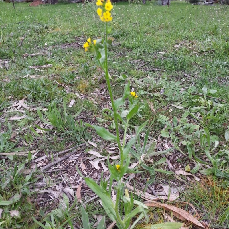 Amsinckia calycina/intermedia (intermediate)